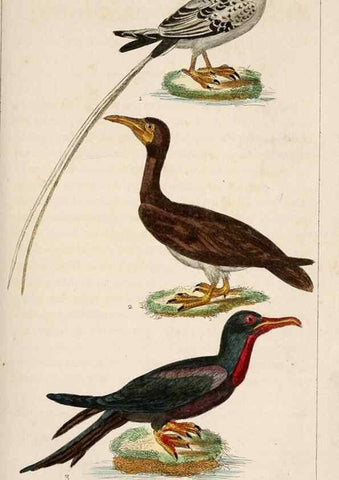 Reproducción/Reproduction 25140581469: Oeuvres complètes de Buffon,. Paris,F.D. Pillot,1830-32 [v. 1, 1831]