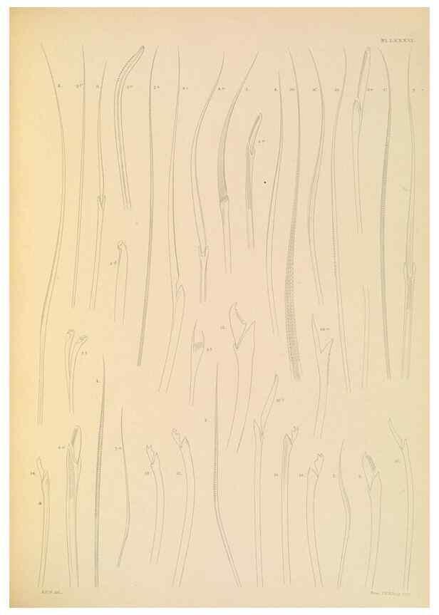 Reproducción/Reproduction 24593299959: A monograph of the British marine annelids.. London,The Ray society,1873/1900-1922/23.