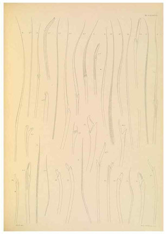 Reproducción/Reproduction 24593299959: A monograph of the British marine annelids.. London,The Ray society,1873/1900-1922/23.