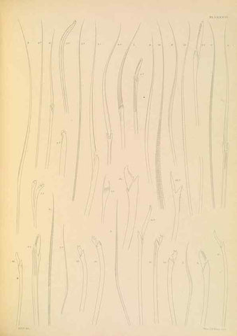 Reproducción/Reproduction 24593299959: A monograph of the British marine annelids.. London,The Ray society,1873/1900-1922/23.