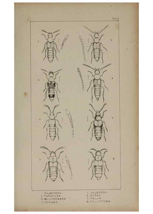 Reproducción/Reproduction 24020601933: The British Coleoptera delineated,. London,W. Crofts,1840.