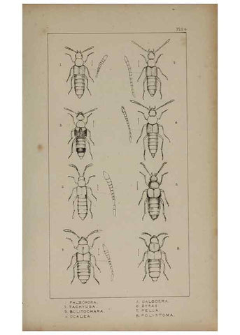 Reproducción/Reproduction 24020601933: The British Coleoptera delineated,. London,W. Crofts,1840.