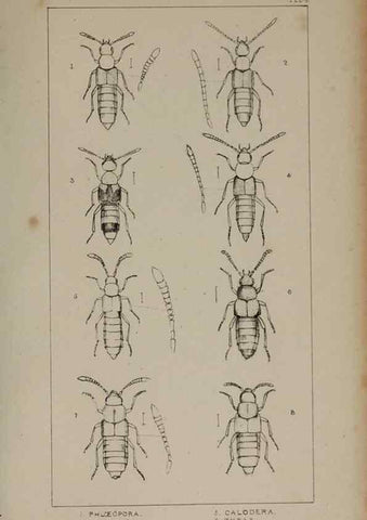 Reproducción/Reproduction 24020601933: The British Coleoptera delineated,. London,W. Crofts,1840.