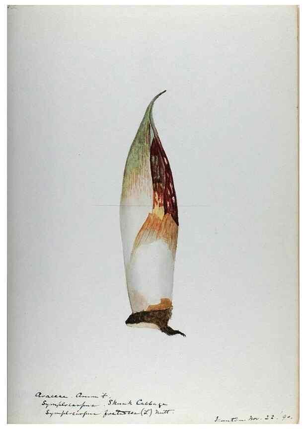 Reproducción/Reproduction 24918328936: [Water-color sketches of plants of North America and Europe]. 