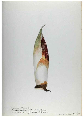 Reproducción/Reproduction 24918328936: [Water-color sketches of plants of North America and Europe]. 