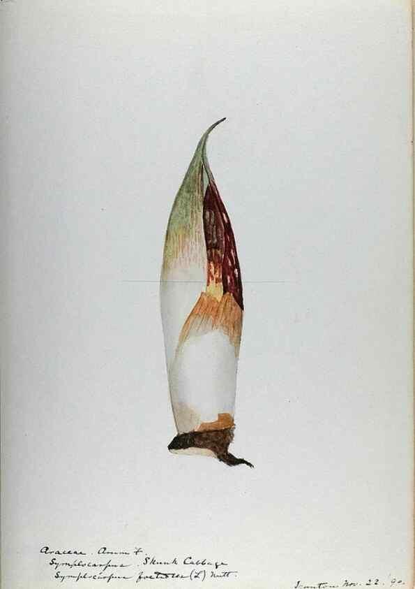 Reproducción/Reproduction 24918328936: [Water-color sketches of plants of North America and Europe]. 