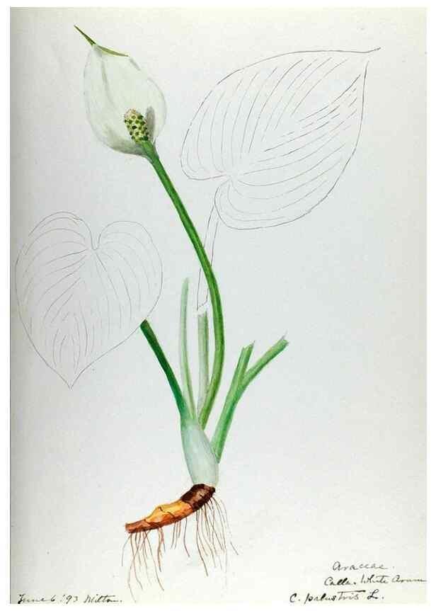 Reproducción/Reproduction 24851282201: [Water-color sketches of plants of North America and Europe]. 