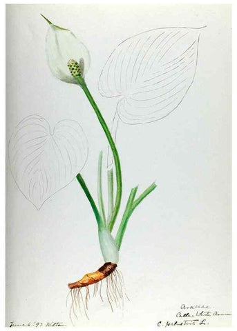 Reproducción/Reproduction 24851282201: [Water-color sketches of plants of North America and Europe]. 