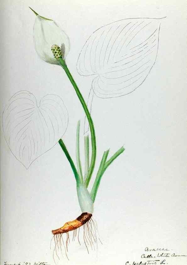 Reproducción/Reproduction 24851282201: [Water-color sketches of plants of North America and Europe]. 