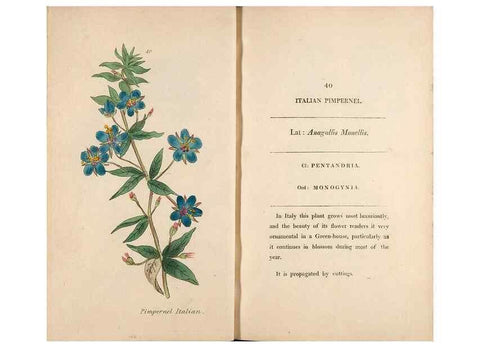 Reproducción/Reproduction 24826290482: Fifty plates of green-house plants, drawn and coloured from nature :. London :Printed for the author by T. Bensley,1807.