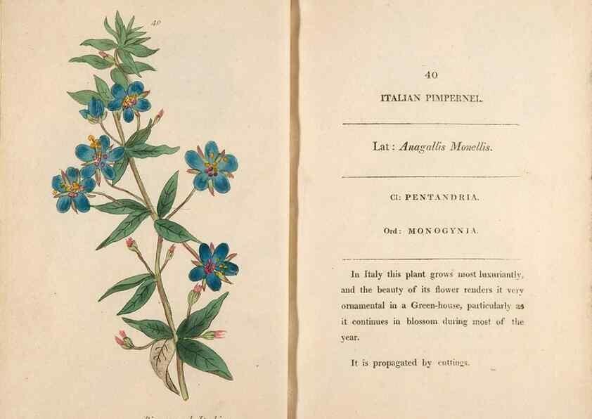 Reproducción/Reproduction 24826290482: Fifty plates of green-house plants, drawn and coloured from nature :. London :Printed for the author by T. Bensley,1807.