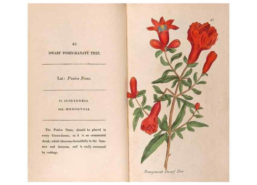 Reproducción/Reproduction 24317412763: Fifty plates of green-house plants, drawn and coloured from nature :. London :Printed for the author by T. Bensley,1807.