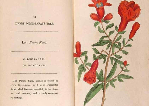 Reproducción/Reproduction 24317412763: Fifty plates of green-house plants, drawn and coloured from nature :. London :Printed for the author by T. Bensley,1807.