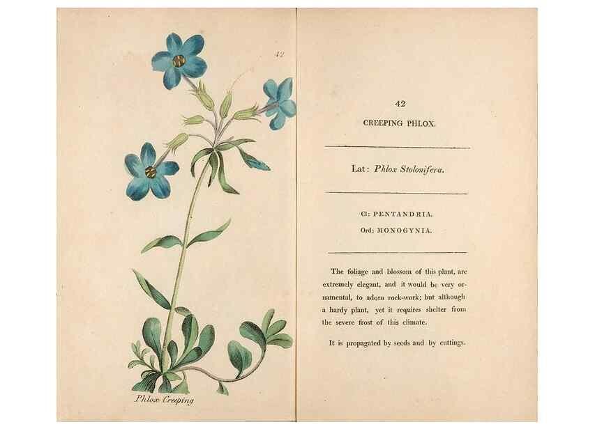 Reproducción/Reproduction 24826295882: Fifty plates of green-house plants, drawn and coloured from nature :. London :Printed for the author by T. Bensley,1807.