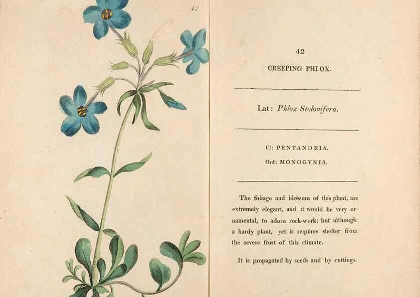 Reproducción/Reproduction 24826295882: Fifty plates of green-house plants, drawn and coloured from nature :. London :Printed for the author by T. Bensley,1807.
