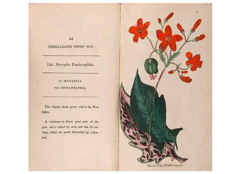 Reproducción/Reproduction 24317419243: Fifty plates of green-house plants, drawn and coloured from nature :. London :Printed for the author by T. Bensley,1807.