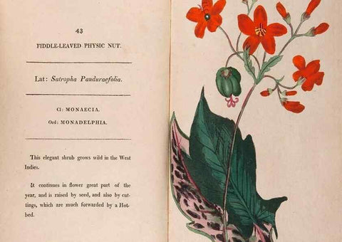 Reproducción/Reproduction 24317419243: Fifty plates of green-house plants, drawn and coloured from nature :. London :Printed for the author by T. Bensley,1807.