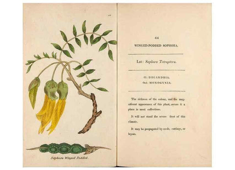 Reproducción/Reproduction 24313678004: Fifty plates of green-house plants, drawn and coloured from nature :. London :Printed for the author by T. Bensley,1807.
