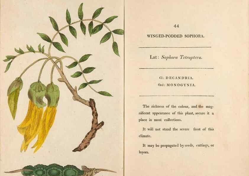 Reproducción/Reproduction 24313678004: Fifty plates of green-house plants, drawn and coloured from nature :. London :Printed for the author by T. Bensley,1807.