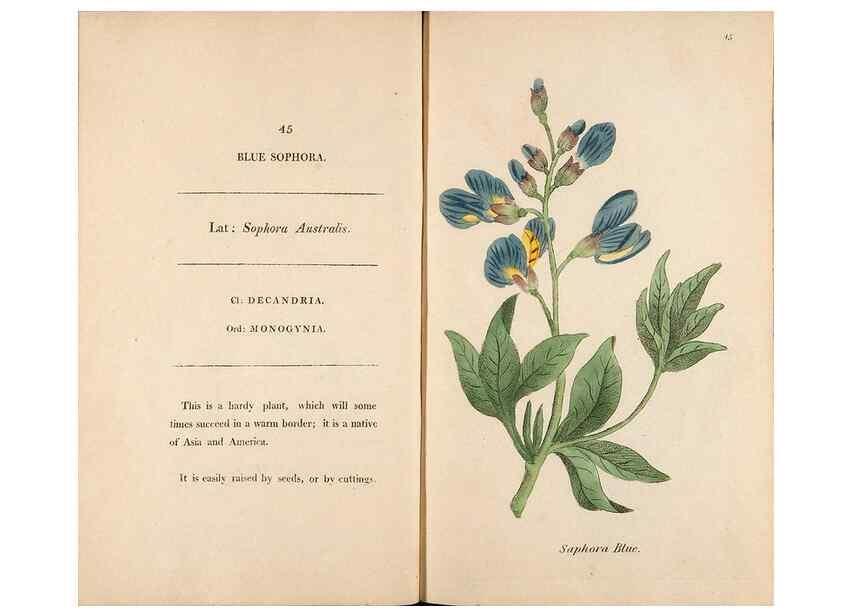 Reproducción/Reproduction 24576641959: Fifty plates of green-house plants, drawn and coloured from nature :. London :Printed for the author by T. Bensley,1807.