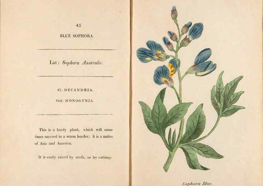 Reproducción/Reproduction 24576641959: Fifty plates of green-house plants, drawn and coloured from nature :. London :Printed for the author by T. Bensley,1807.