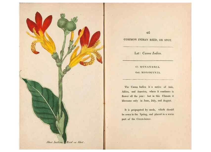 Reproducción/Reproduction 24850944081: Fifty plates of green-house plants, drawn and coloured from nature :. London :Printed for the author by T. Bensley,1807.