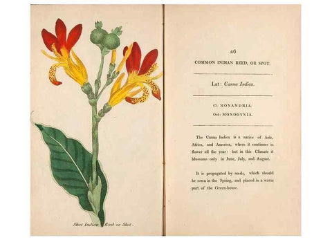 Reproducción/Reproduction 24850944081: Fifty plates of green-house plants, drawn and coloured from nature :. London :Printed for the author by T. Bensley,1807.