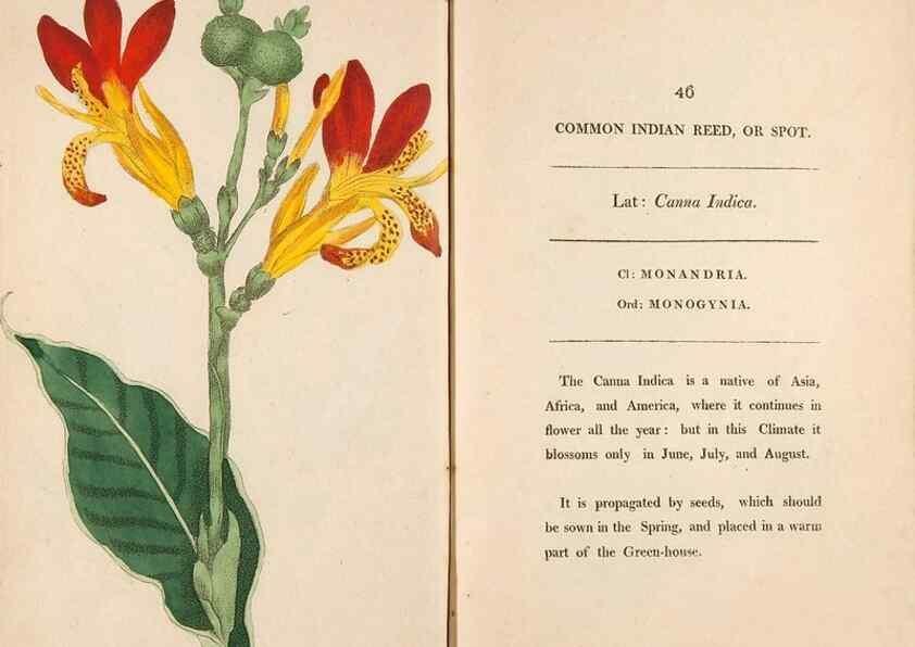 Reproducción/Reproduction 24850944081: Fifty plates of green-house plants, drawn and coloured from nature :. London :Printed for the author by T. Bensley,1807.