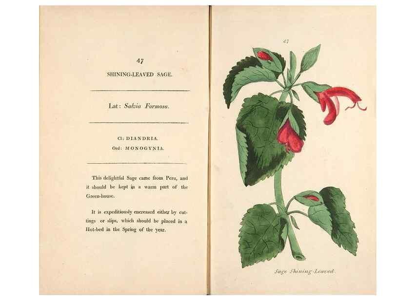 Reproducción/Reproduction 24944265155: Fifty plates of green-house plants, drawn and coloured from nature :. London :Printed for the author by T. Bensley,1807.