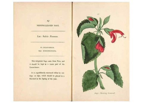 Reproducción/Reproduction 24944265155: Fifty plates of green-house plants, drawn and coloured from nature :. London :Printed for the author by T. Bensley,1807.
