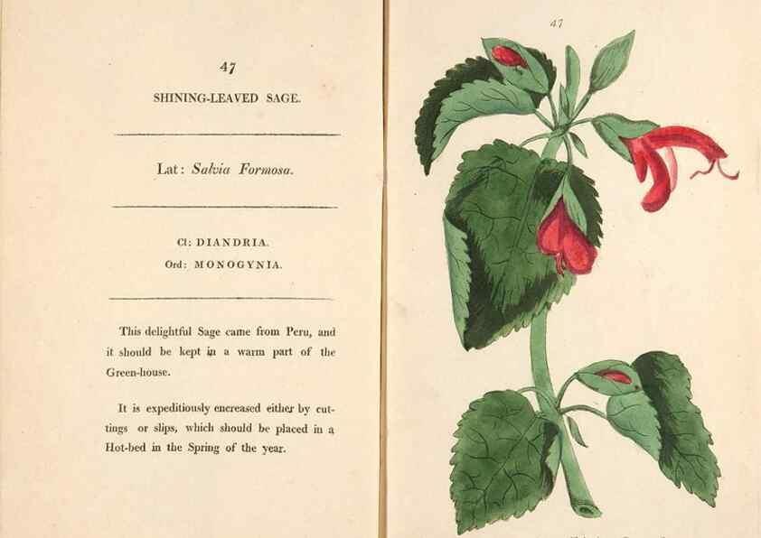 Reproducción/Reproduction 24944265155: Fifty plates of green-house plants, drawn and coloured from nature :. London :Printed for the author by T. Bensley,1807.