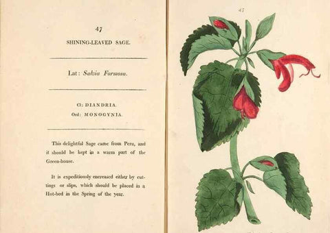 Reproducción/Reproduction 24944265155: Fifty plates of green-house plants, drawn and coloured from nature :. London :Printed for the author by T. Bensley,1807.