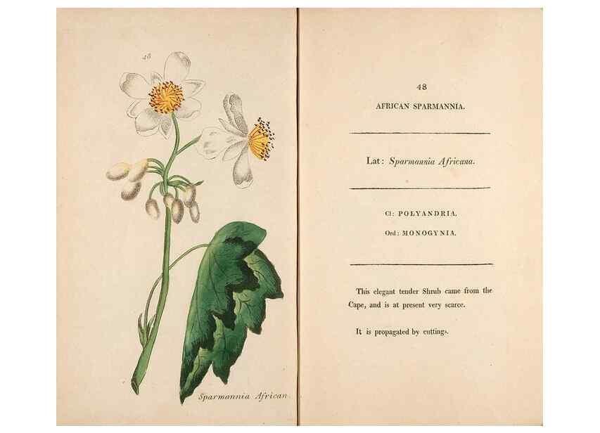 Reproducción/Reproduction 24313688324: Fifty plates of green-house plants, drawn and coloured from nature :. London :Printed for the author by T. Bensley,1807.