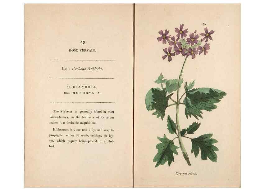 Reproducción/Reproduction 24576653939: Fifty plates of green-house plants, drawn and coloured from nature :. London :Printed for the author by T. Bensley,1807.