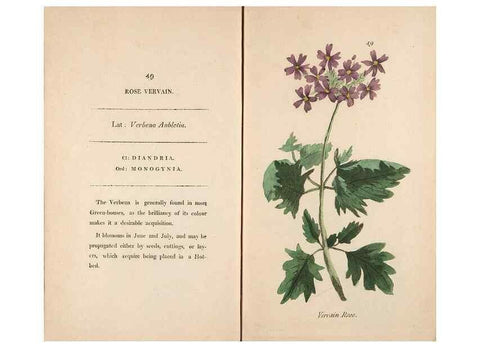 Reproducción/Reproduction 24576653939: Fifty plates of green-house plants, drawn and coloured from nature :. London :Printed for the author by T. Bensley,1807.