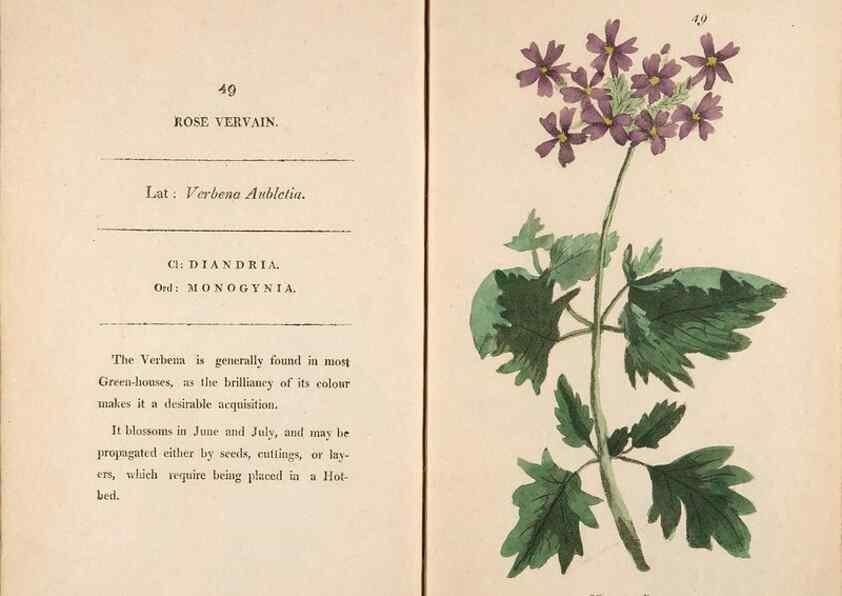 Reproducción/Reproduction 24576653939: Fifty plates of green-house plants, drawn and coloured from nature :. London :Printed for the author by T. Bensley,1807.