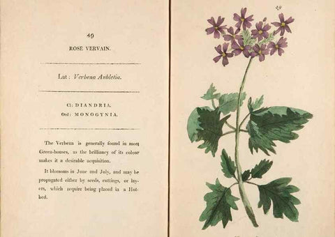 Reproducción/Reproduction 24576653939: Fifty plates of green-house plants, drawn and coloured from nature :. London :Printed for the author by T. Bensley,1807.