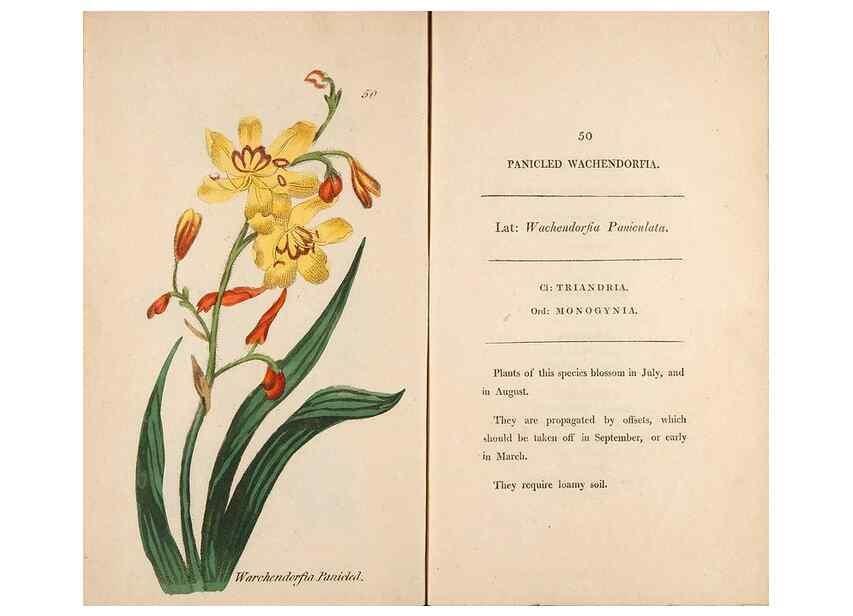 Reproducción/Reproduction 24313697264: Fifty plates of green-house plants, drawn and coloured from nature :. London :Printed for the author by T. Bensley,1807.