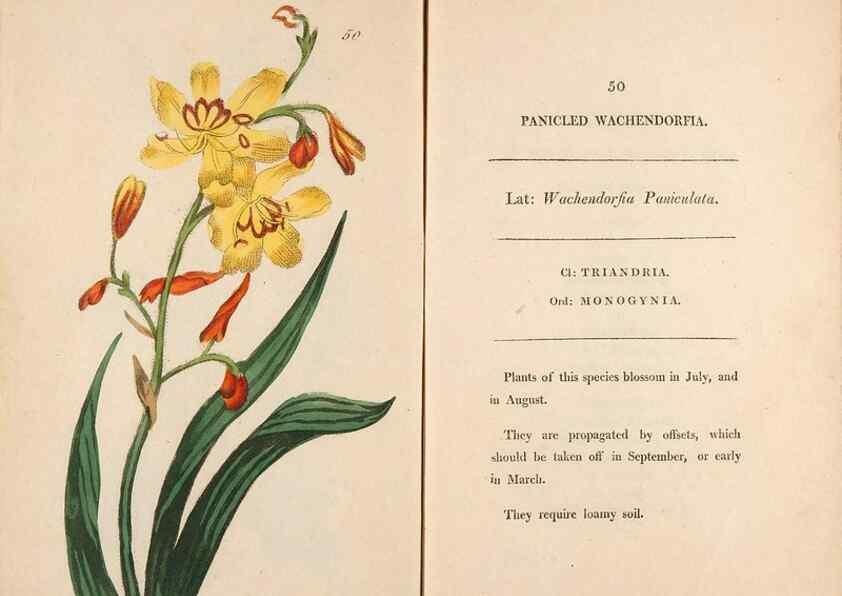 Reproducción/Reproduction 24313697264: Fifty plates of green-house plants, drawn and coloured from nature :. London :Printed for the author by T. Bensley,1807.