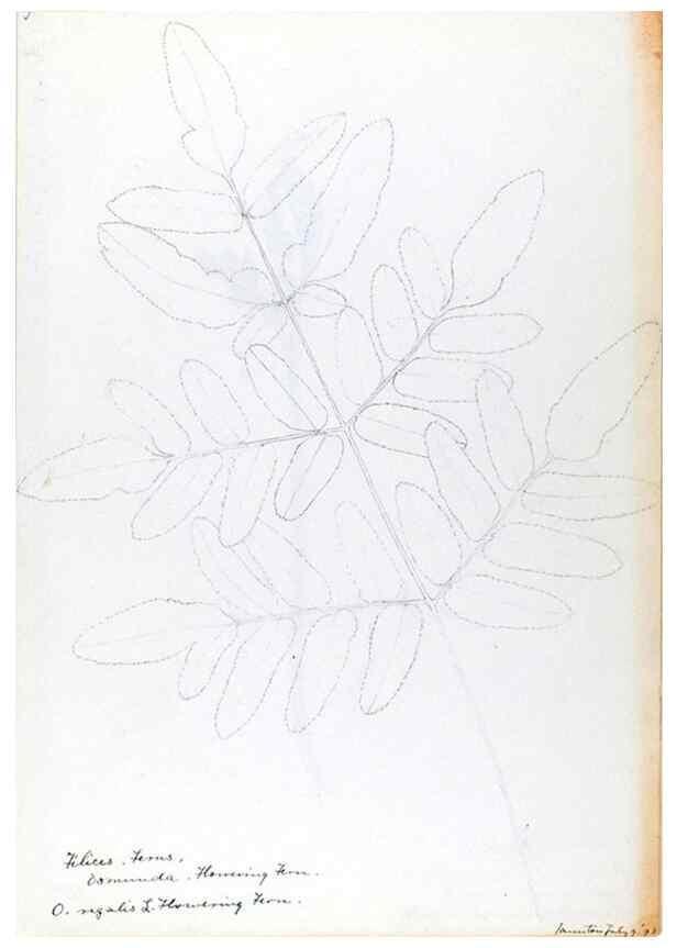 Reproducción/Reproduction 24313894434: [Water-color sketches of plants of North America and Europe]. 