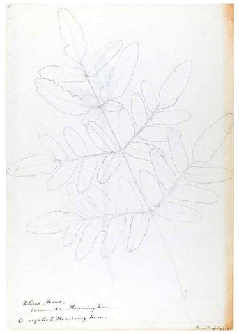 Reproducción/Reproduction 24313894434: [Water-color sketches of plants of North America and Europe]. 