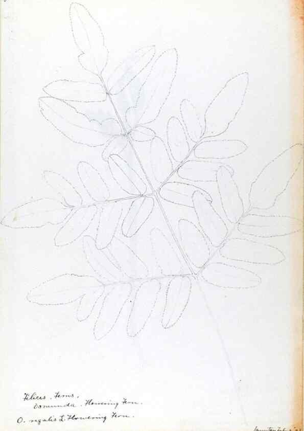 Reproducción/Reproduction 24313894434: [Water-color sketches of plants of North America and Europe]. 