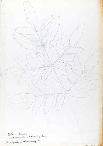 Reproducción/Reproduction 24313894434: [Water-color sketches of plants of North America and Europe]. 
