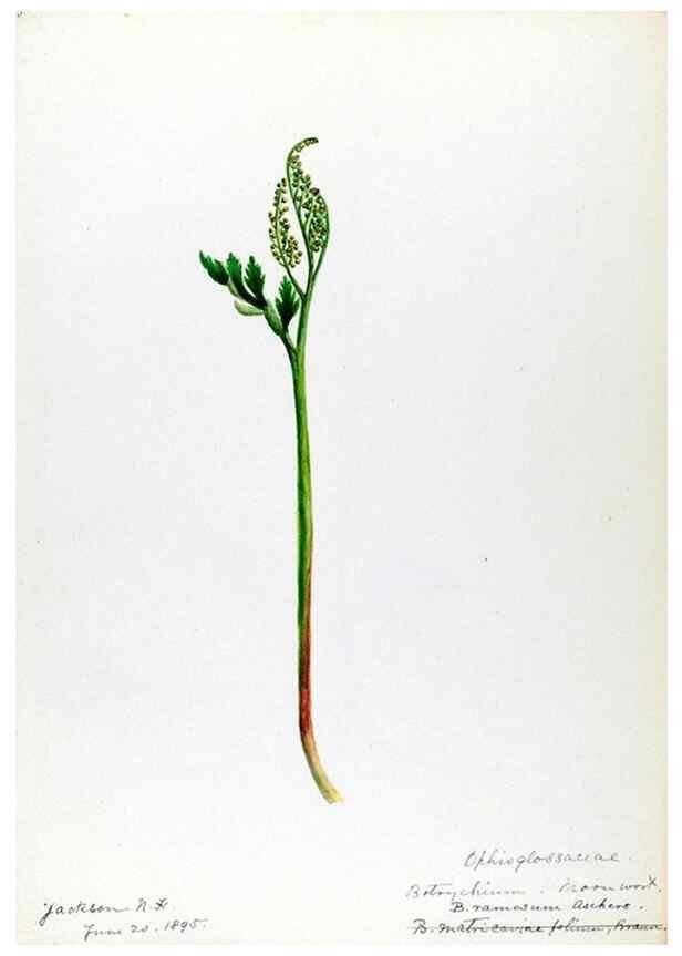 Reproducción/Reproduction 24313899324: [Water-color sketches of plants of North America and Europe]. 