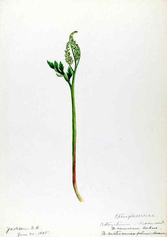 Reproducción/Reproduction 24313899324: [Water-color sketches of plants of North America and Europe]. 