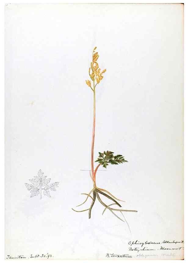 Reproducción/Reproduction 24649007920: [Water-color sketches of plants of North America and Europe]. 
