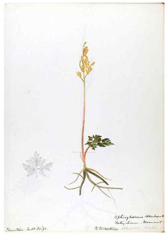 Reproducción/Reproduction 24649007920: [Water-color sketches of plants of North America and Europe]. 