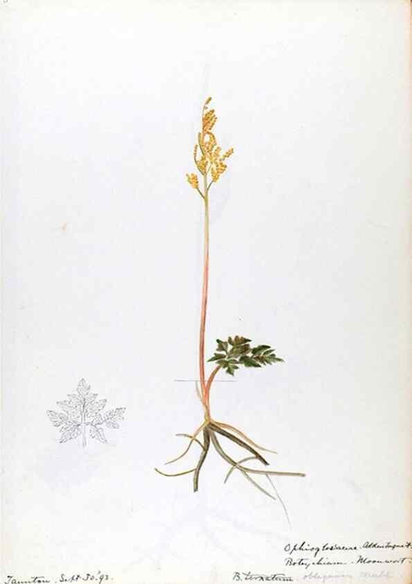 Reproducción/Reproduction 24649007920: [Water-color sketches of plants of North America and Europe]. 