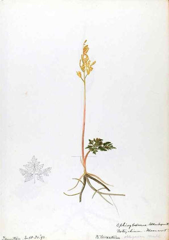Reproducción/Reproduction 24649007920: [Water-color sketches of plants of North America and Europe]. 