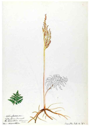 Reproducción/Reproduction 24944483895: [Water-color sketches of plants of North America and Europe]. 